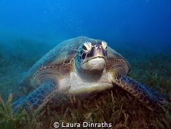 Female green turtle eating seagrass by Laura Dinraths 